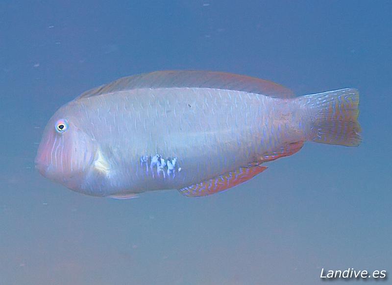 Peje peine ( Xyrichtys novacula ).jpg - OLYMPUS DIGITAL CAMERA